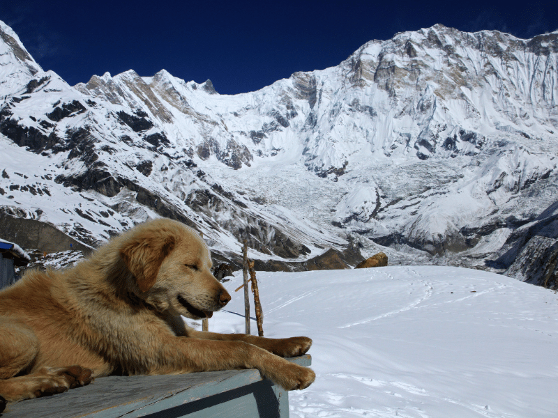 annapurna base camp poon hill trek