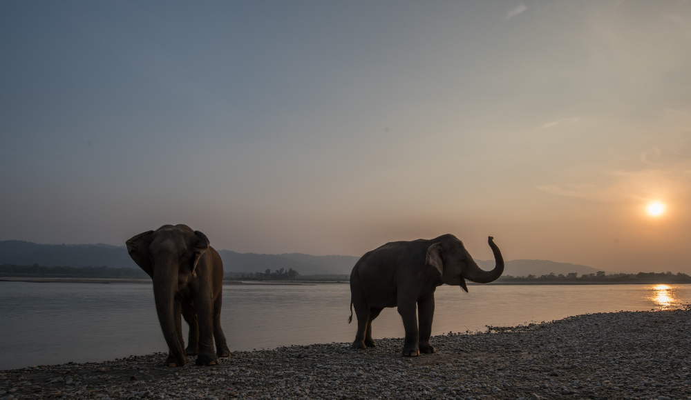 chitwan national park luxury tour