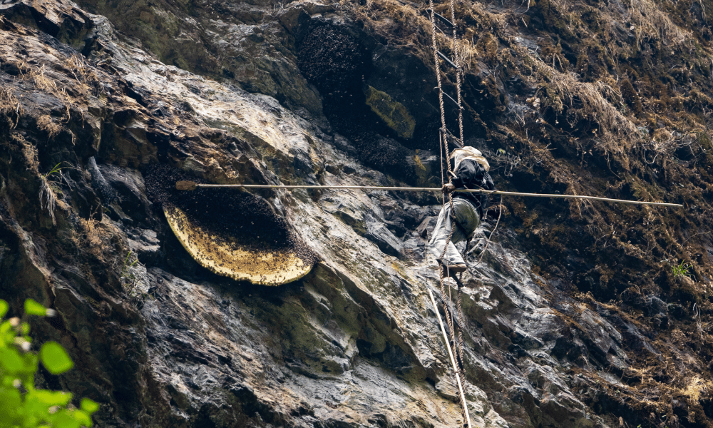 honey hunting tour from Kathmandu