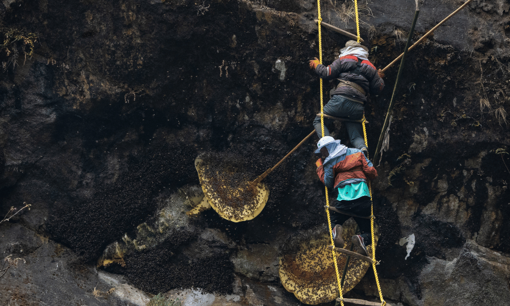 short Nepal honey hunting tour from Kathmandu