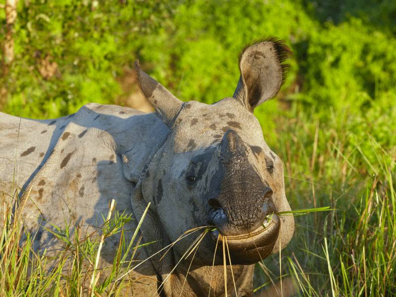 Chitwan Wildlife Safari Tour