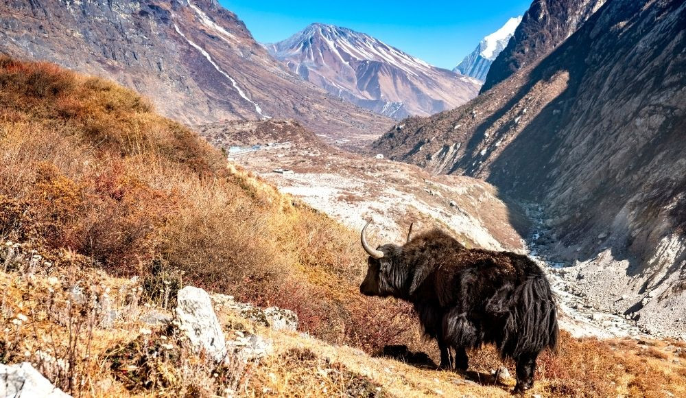 Langtang Valley