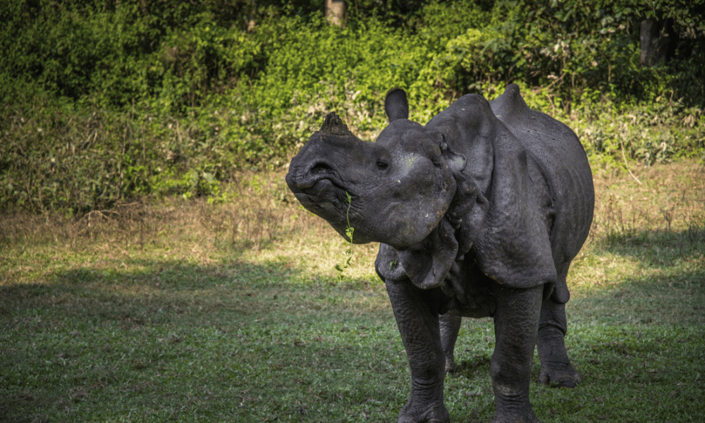 One Horn Rhino in Chitwan