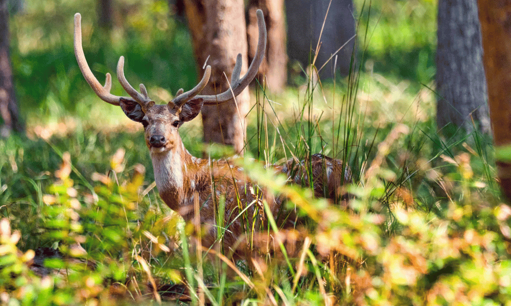 bardia wildlife safari tour